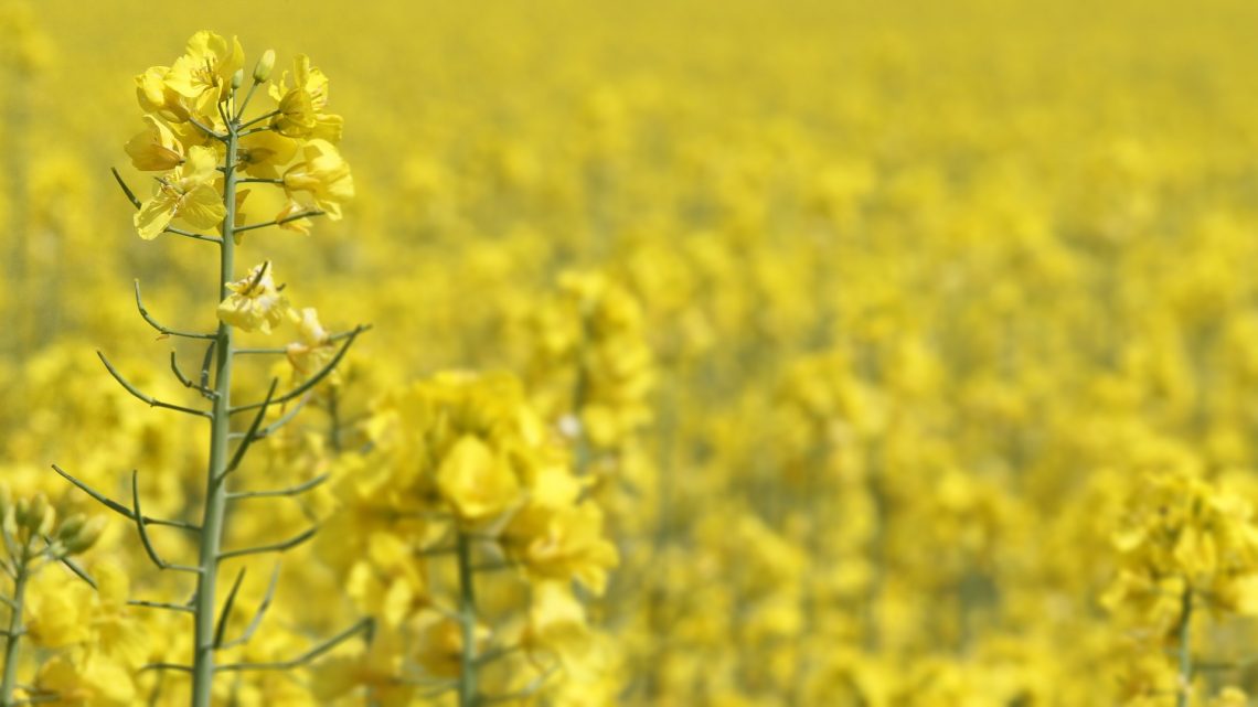 Rapeseed