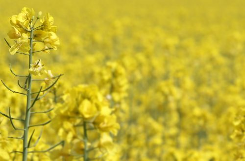 Rapeseed