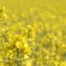 Rapeseed