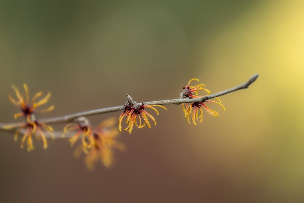 Witch hazel found in coconut-free toner