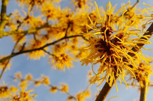 Witch hazel