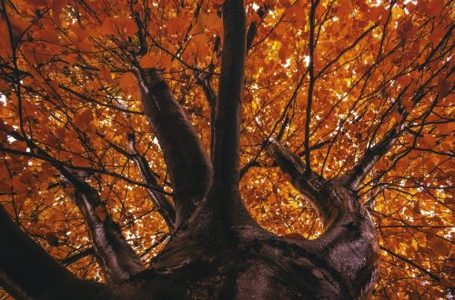 maple bark in coconut-free eye cream