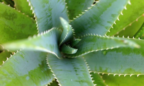 aloe vera oil