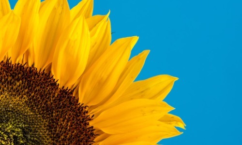 sunflower oil
