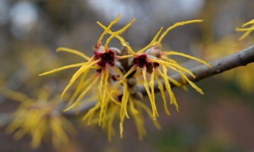 witch hazel can irritate sensitive skin