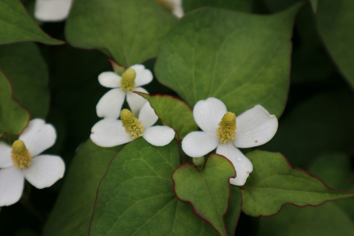anua heartleaf