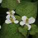 anua heartleaf